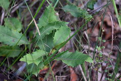 Lomatia ilicifolia, photograph (c) Bryce Watts-Parker, some rights reserved (CC BY)