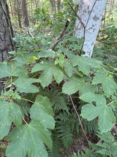 sycamore maple