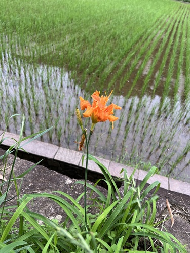 Hemerocallis fulva kwanso
