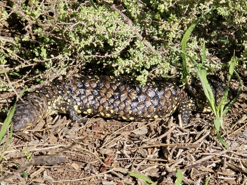 Shingleback