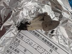 クロノボリリュウ