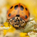 10-spot Ladybird - Photo (c) eyefornature, some rights reserved (CC BY-NC)