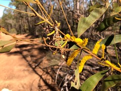 Acacia julifera