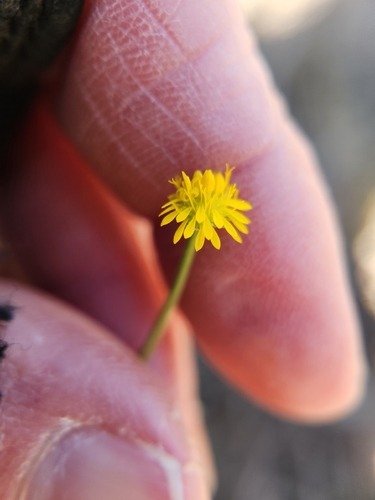 Bur Daisy