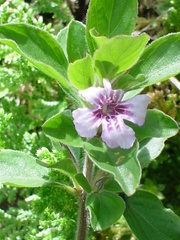 Dyschoriste microphylla