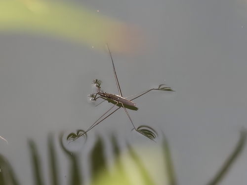 lake pondskater