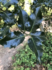 Ilex aquifolium