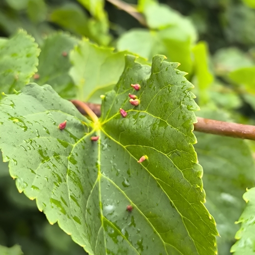 Red Nail Gall Mite