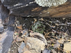 Sempervivum tectorum