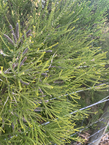 Melaleuca huegelii, photograph 6