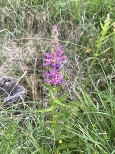 purple loosestrife