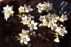 Linanthus demissus