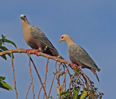 Pinon's Imperial-Pigeon photo 5