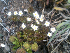 Leptosiphon rosaceus