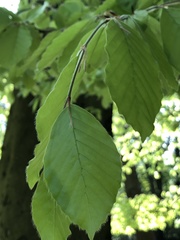 Fagus sylvatica