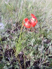(c) Святослав Власенко, some rights reserved (CC BY) Lilium pumilum, photograph (c) Святослав Власенко, some rights reserved (CC BY)