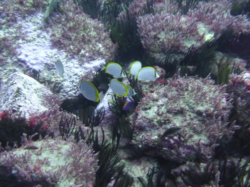 St. Helena butterflyfish (Chaetodon sanctaehelenae) — Chaetodontidae — 5
