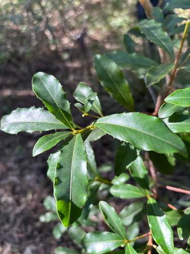 Myrsine variabilis observed 2026-07-04