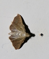 Endotricha theonalis