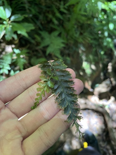Cephalomanes javanicum observed 2026-07-04