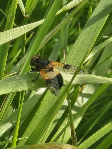 Pellucid Hover Fly