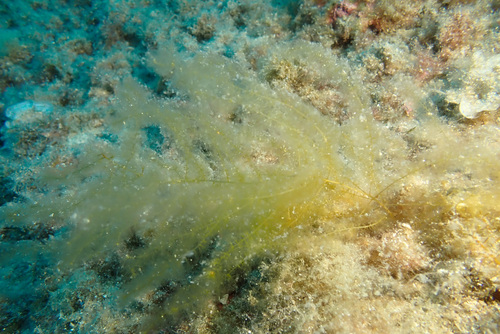Sporochnus pedunculatus observed 2026-06-28