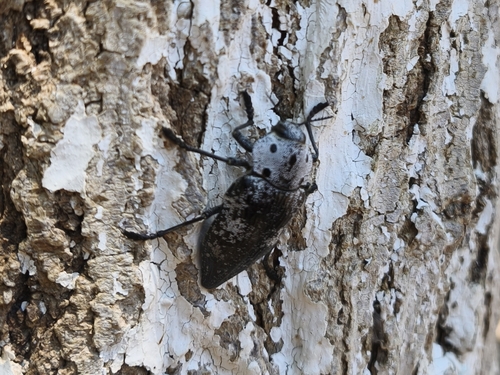 Capnodis miliaris