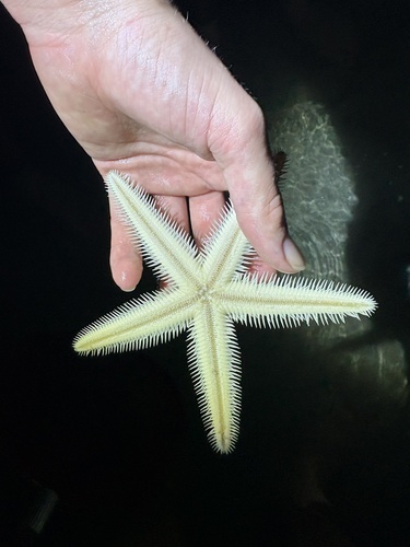 Astropecten vappa observed 2026-06-28