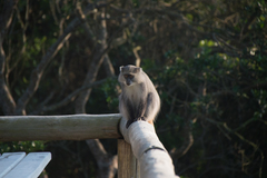 Cercopithecus mitis erythrarchus