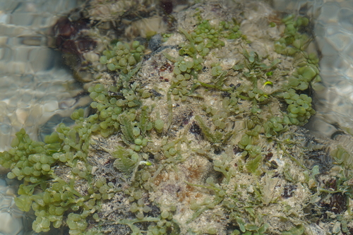 Caulerpa chemnitzia observed 2026-07-03