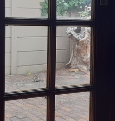 Sciurus carolinensis