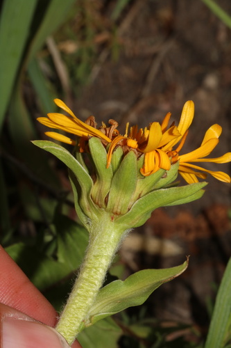 Pyrrocoma crocea, photograph 6