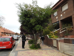 Acacia dealbata dealbata