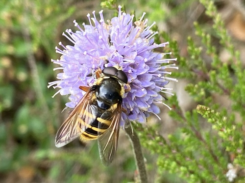 Yellow-barred Peat Hover Fly