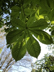Aesculus hippocastanum
