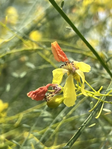Mexican palo verde