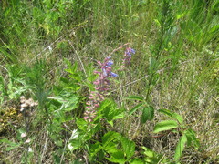 Dracocephalum nutans, photograph author not stated, no rights reserved