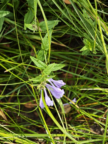 Scutellaria hastifolia, photograph 1