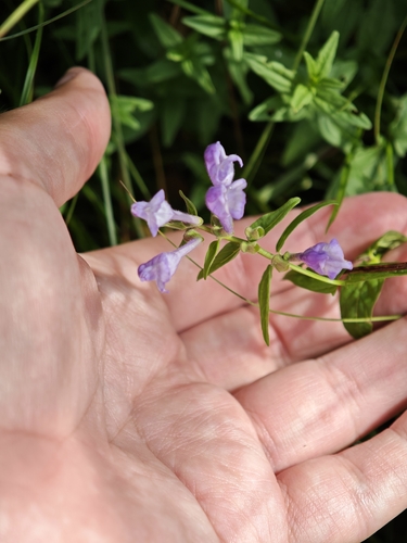 Scutellaria hastifolia, photograph 2