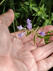 Scutellaria hastifolia, photograph (c) Igor Balashov, some rights reserved (CC BY)