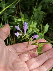 Scutellaria hastifolia, photograph (c) Igor Balashov, some rights reserved (CC BY)