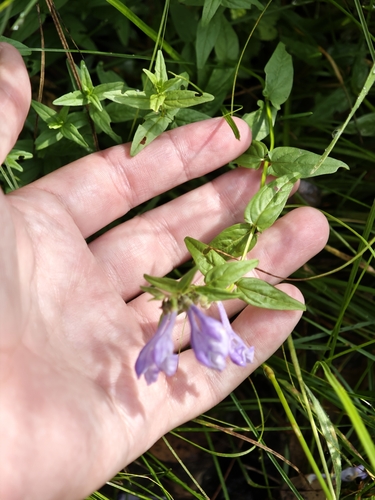 Scutellaria hastifolia, photograph 4