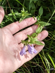 Scutellaria hastifolia, photograph (c) Igor Balashov, some rights reserved (CC BY)