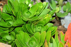 Crassulaceae