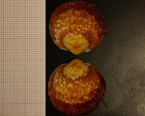 Pilose Bittersweet