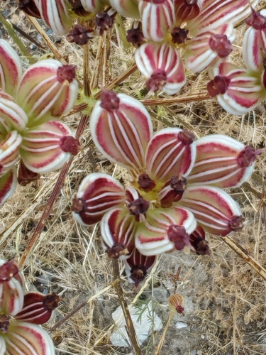 Ferulago lutea