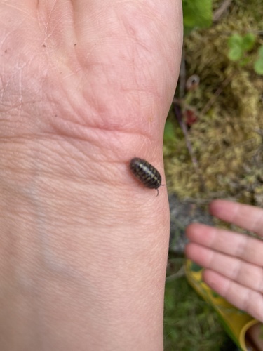 Common Pill Woodlouse