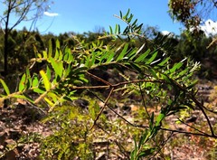 Acacia leichhardtii