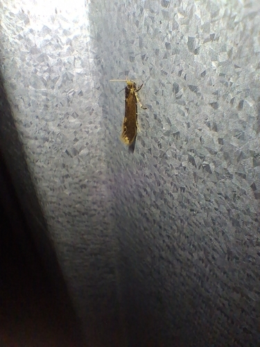 Detritus Moth