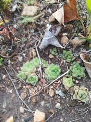 Haworthia cymbiformis